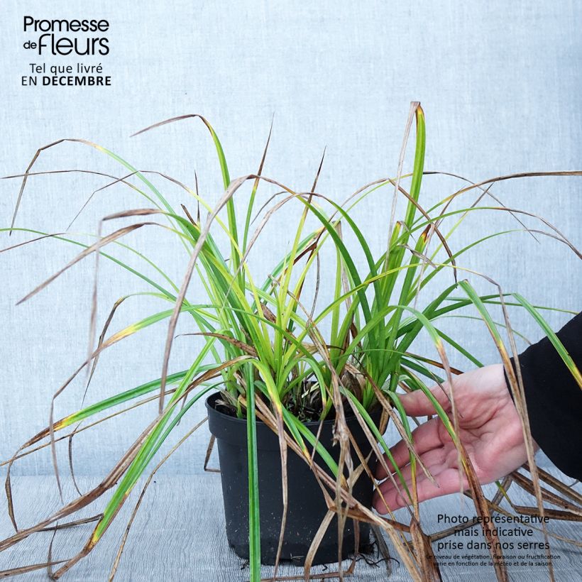 Esemplare di Carex grayi Vaso da 2L/3L come consegnato in autunno