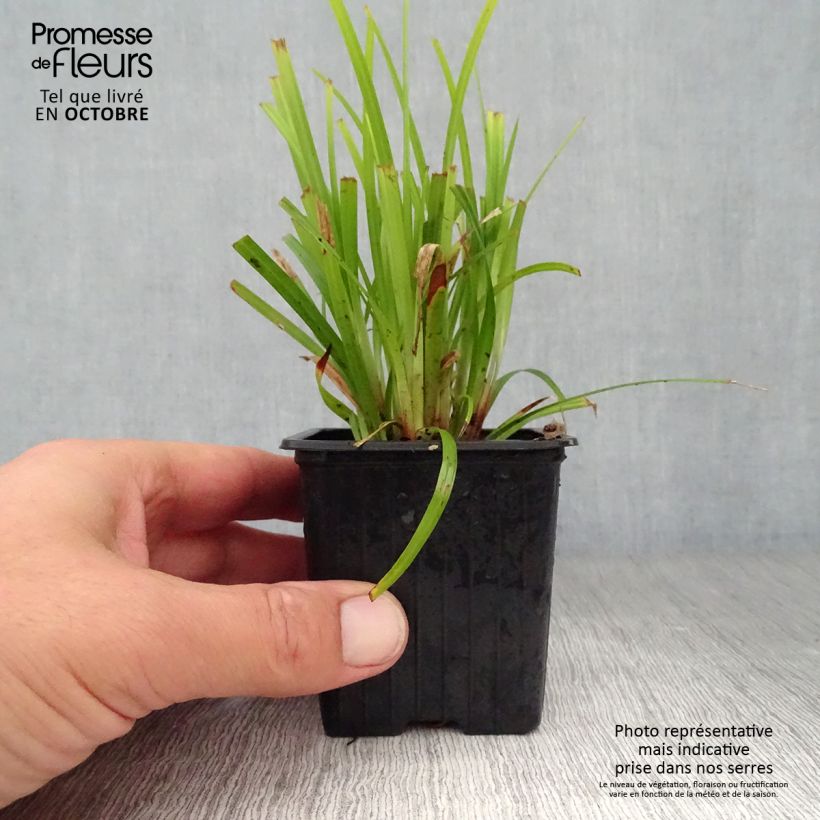 Esemplare di Carex grayi Vasetto da 8/9 cm come consegnato in autunno