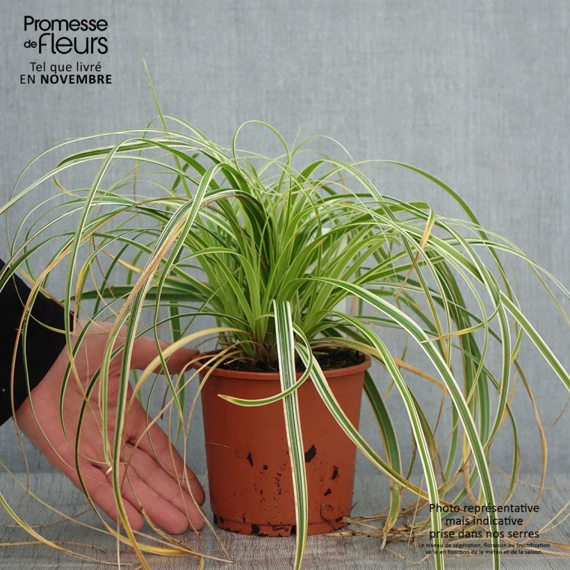 Esemplare di Carex oshimensis Feather Falls - Carice giapponese Vaso da 1L/1,5L come consegnato in autunno