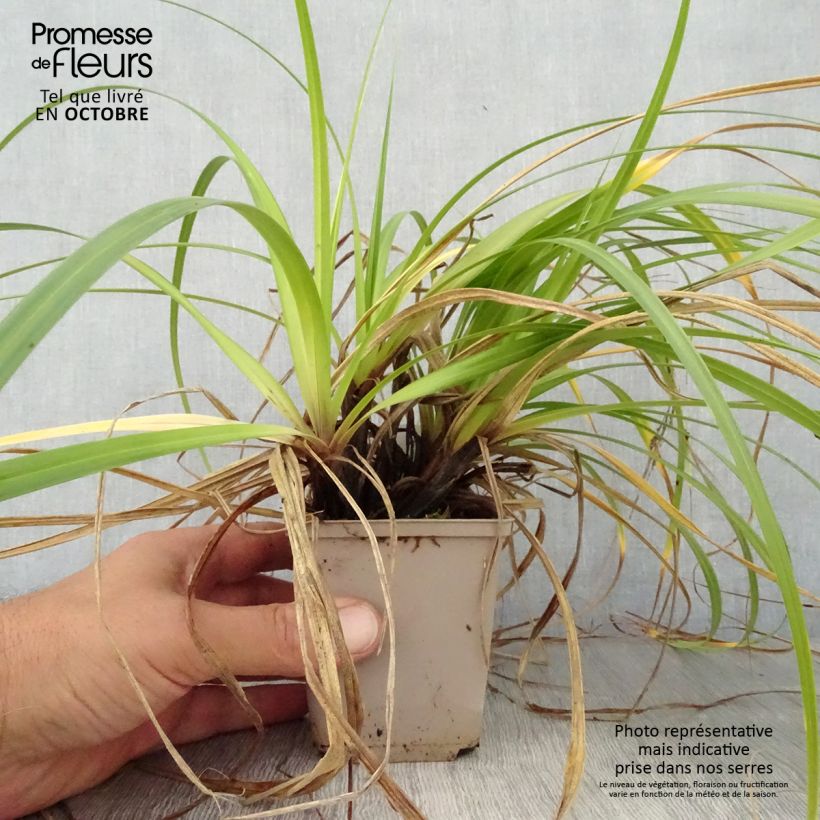 Esemplare di Carex oshimensis Feather Falls - Carice giapponese Vasetto da 8/9 cm come consegnato in autunno