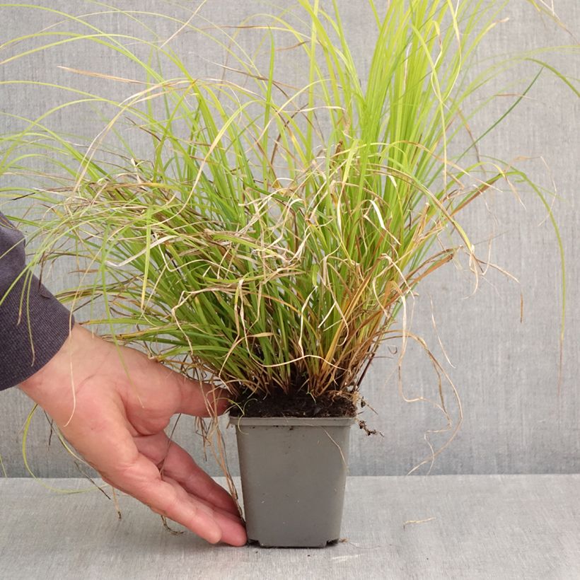 Esemplare di Carex lenta Osaka Vasetto da 8/9 cm come consegnato in autunno