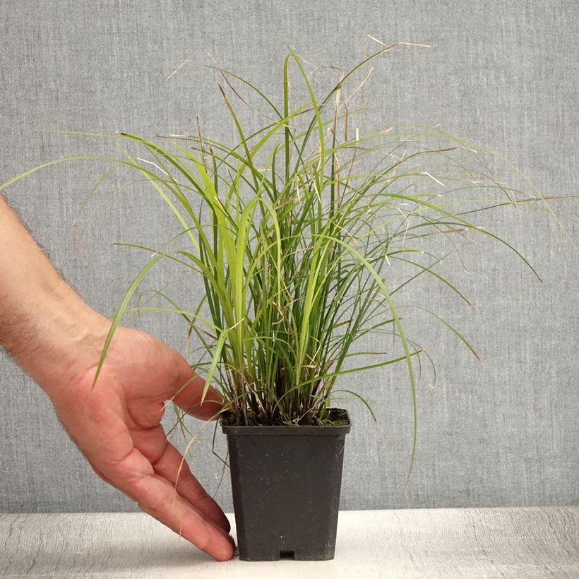 Esemplare di Carex lenta Osaka Vasetto da 8/9 cm consegnato in estate