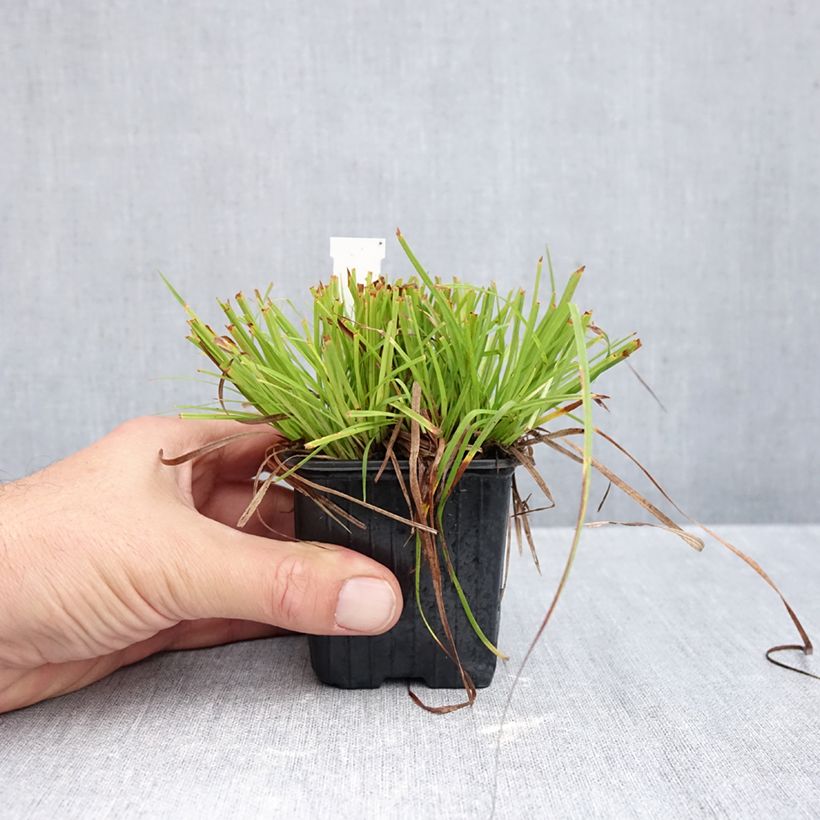 Esemplare di Carex montana - Carice montana Vasetto da 8/9 cm come consegnato in autunno