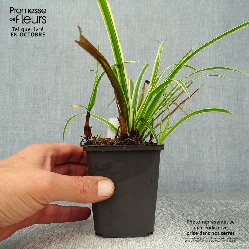 Esemplare di Carex morrowii subsp. foliosissima Aureovariegata - Carice variegato Vasetto da 8/9 cm come consegnato in autunno