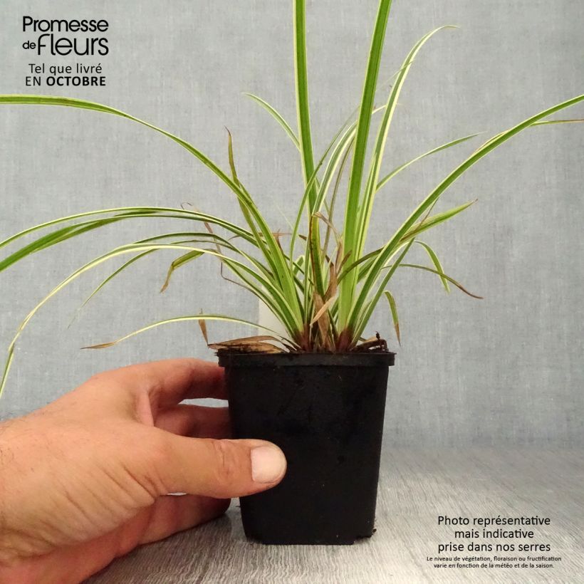 Esemplare di Carex morrowii Goldband - Carice variegato Vasetto da 8/9 cm come consegnato in autunno