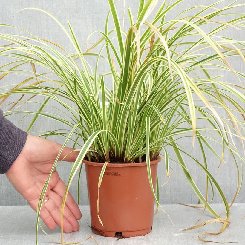 Esemplare di Carex morrowii Goldband - Carice variegato Vaso da 1L/1,5L come consegnato in autunno