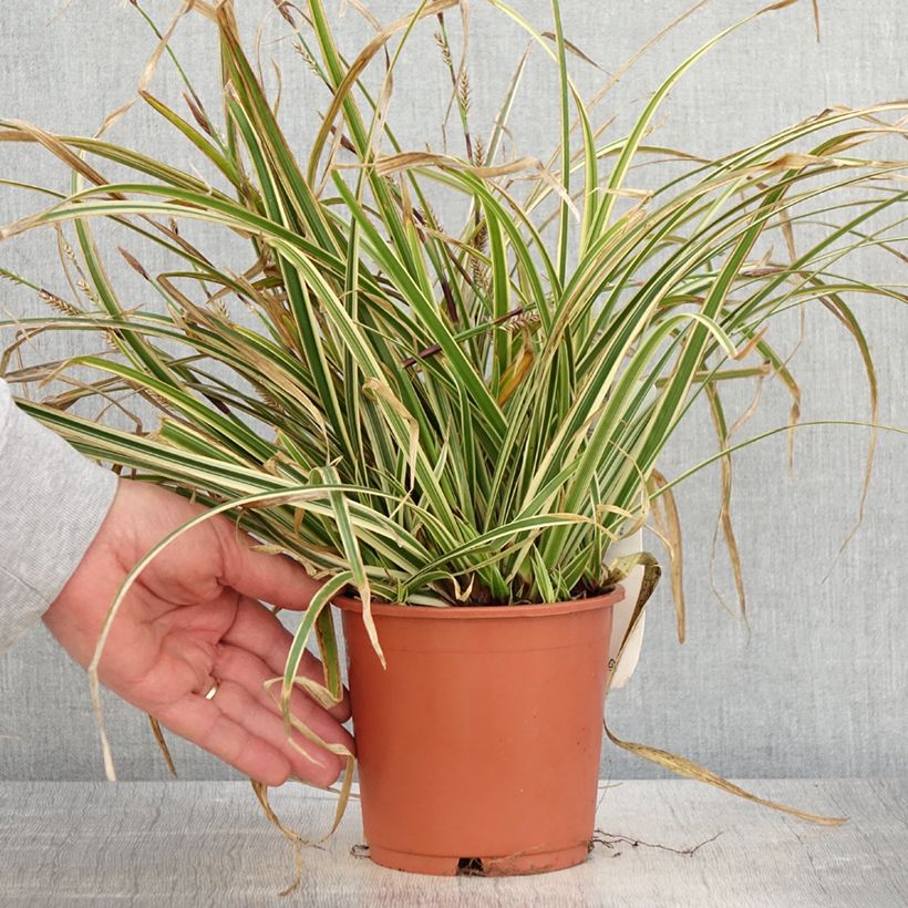 Carex morrowii Goldband - Carice variegato Vaso da 1L/1,5L esemplare consegnato in primavera