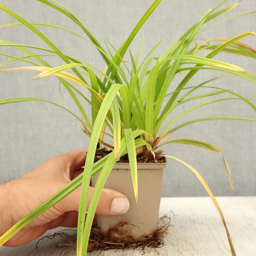 Esemplare di Carex morrowii subsp. foliosissima Irish Green - Carice Vasetto da 8/9 cm come consegnato in autunno