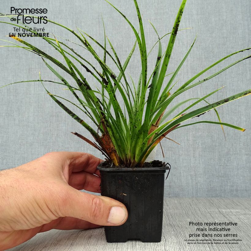 Esemplare di Carex morrowii Variegata - Carice variegato Vasetto da 8/9 cm come consegnato in autunno