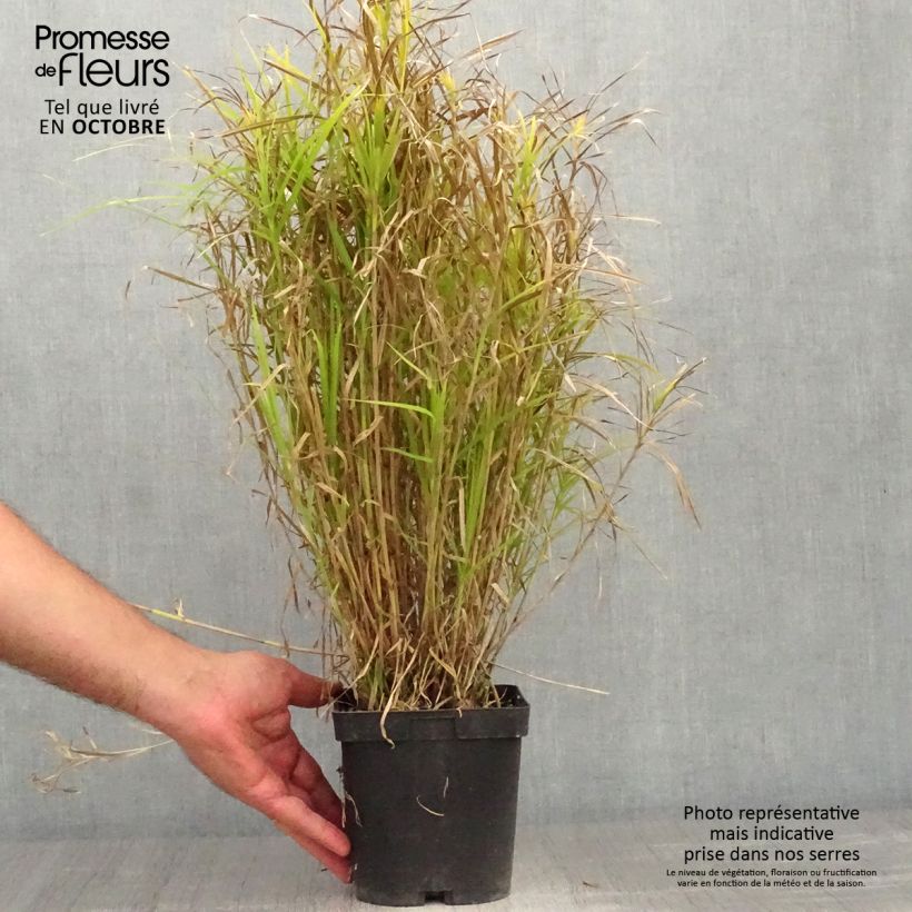 Esemplare di Carex muskingumensis - Carice palma Vaso da 2L/3L come consegnato in autunno