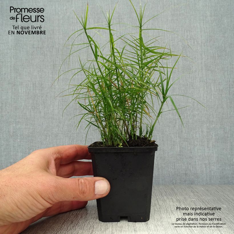 Esemplare di Carex muskingumensis Little Midge - Carice palma Vasetto da 8/9 cm come consegnato in autunno