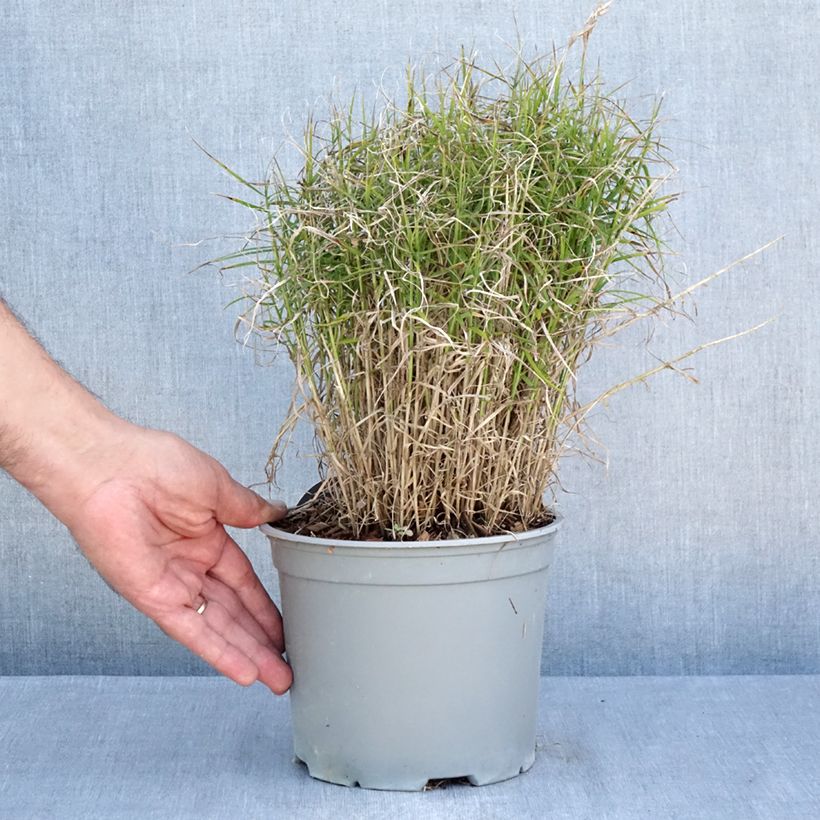 Esemplare di Carex muskingumensis Little Midge - Carice palma Vaso da 3L/4L consegnato in estate
