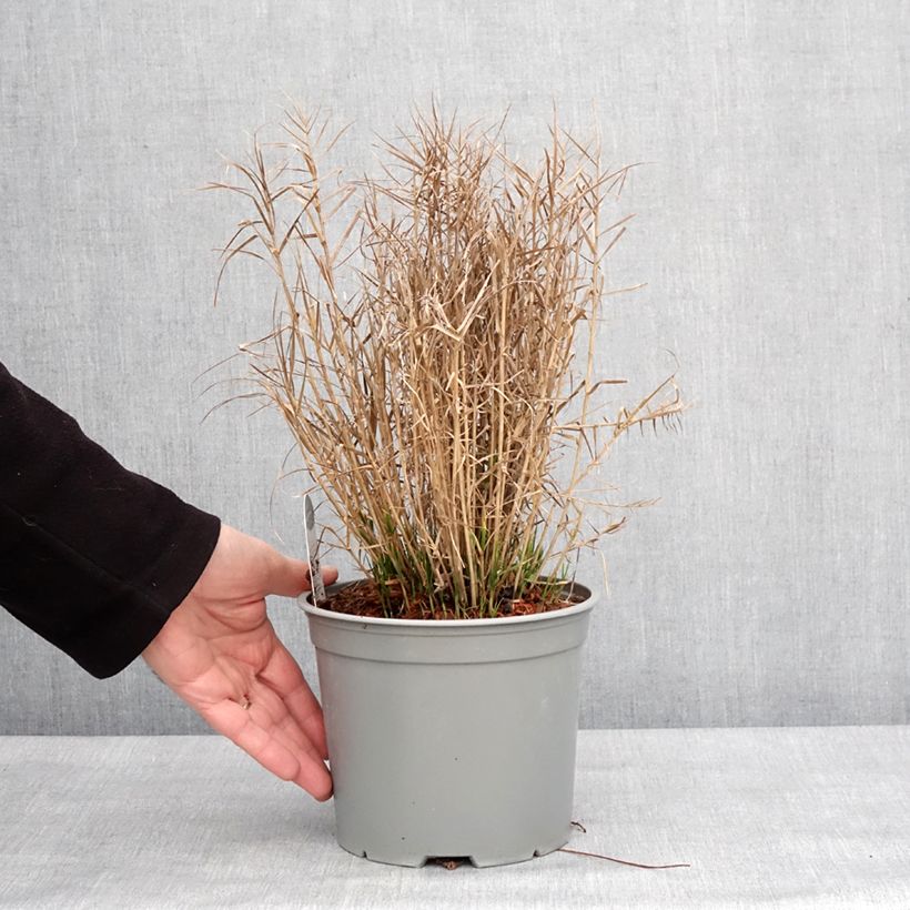 Carex muskingumensis Little Midge - Carice palma Vaso da 3L/4L esemplare consegnato in inverno