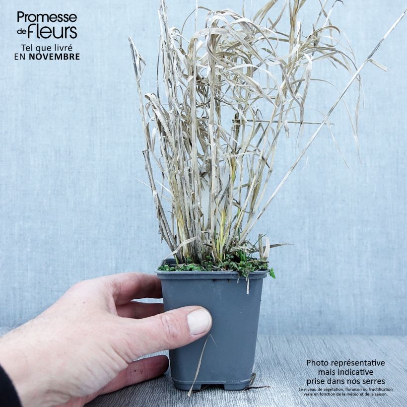 Esemplare di Carex muskingumensis Oehme - Carice palma Vasetto da 8/9 cm come consegnato in autunno