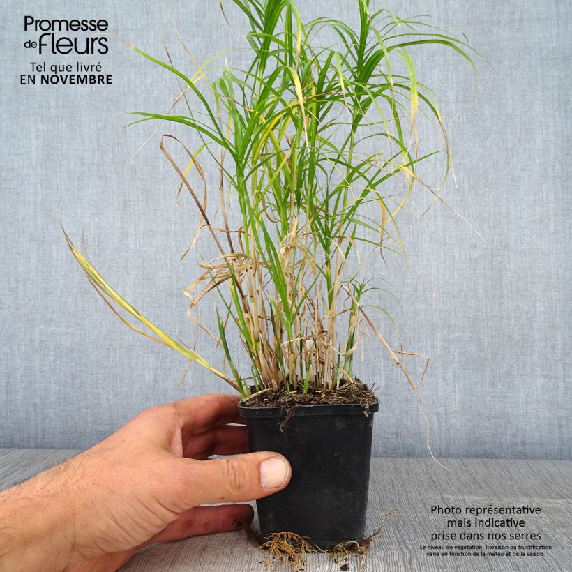 Esemplare di Carex muskingumensis Silberstreif - Carice palma Vasetto da 8/9 cm come consegnato in autunno