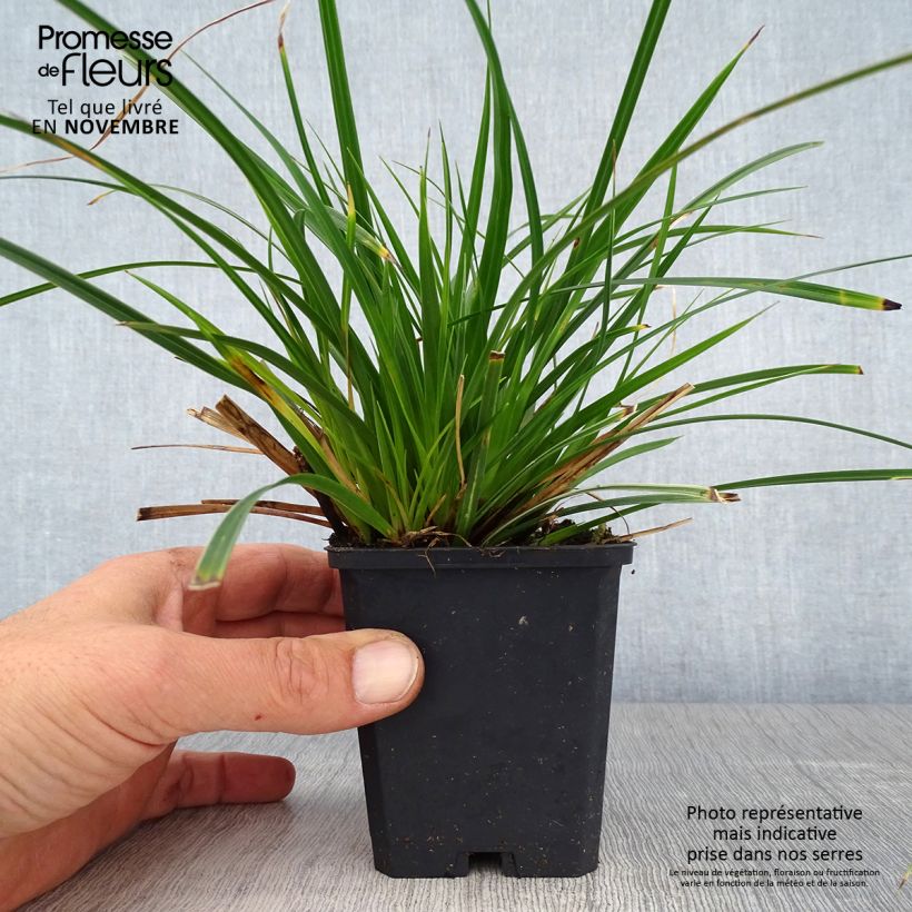 Esemplare di Carex muskingumensis variegata - Carice palma Vasetto da 8/9 cm come consegnato in autunno