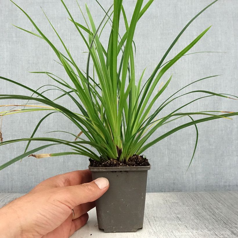 Esemplare di Carex muskingumensis variegata - Carice palma Vasetto da 8/9 cm consegnato in estate