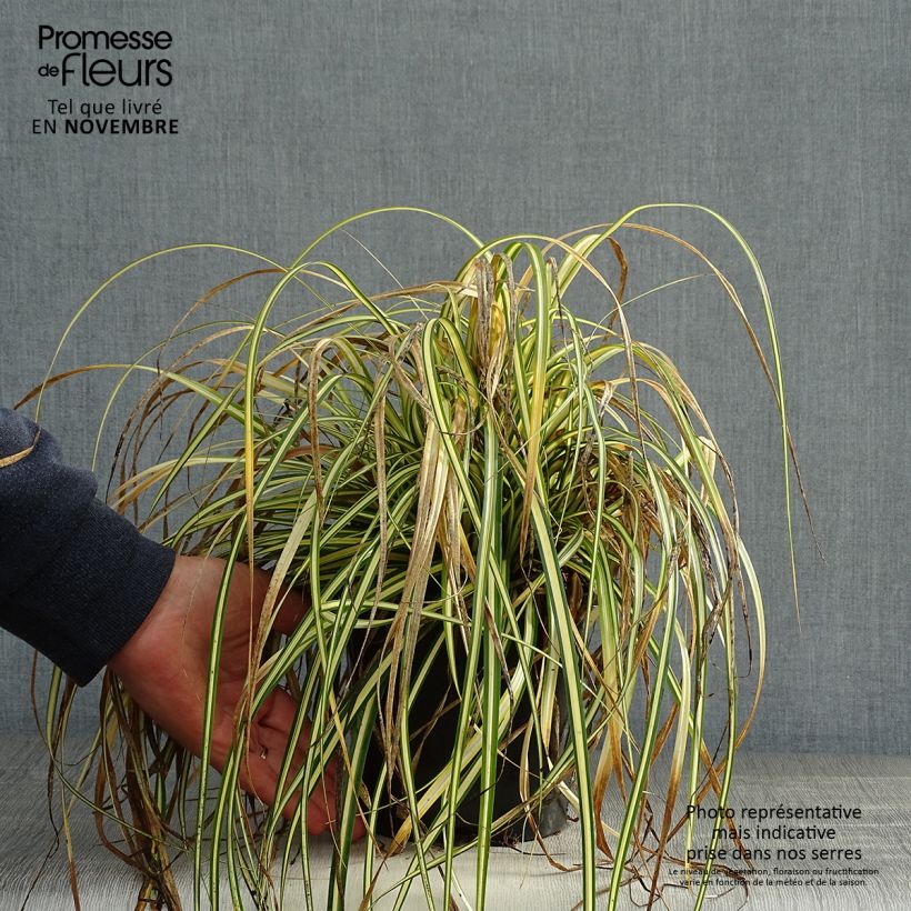 Esemplare di Carex oshimensis Everest - Carice giapponese Vaso da 2L/3L come consegnato in autunno