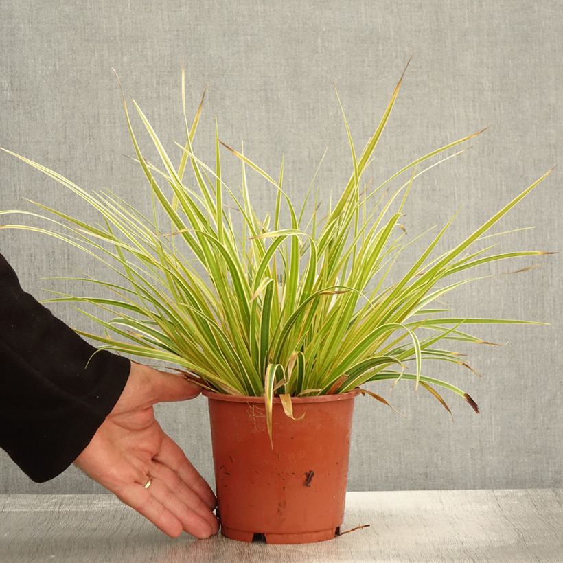 Esemplare di Carex oshimensis Everglow - Carice giapponese Vaso da 1,5L/2L come consegnato in autunno