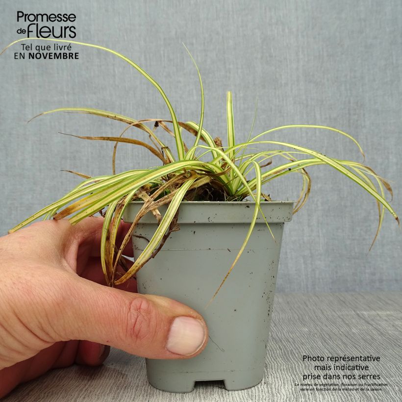 Esemplare di Carex oshimensis Evergold - Carice giapponese Vasetto da 8/9 cm come consegnato in autunno