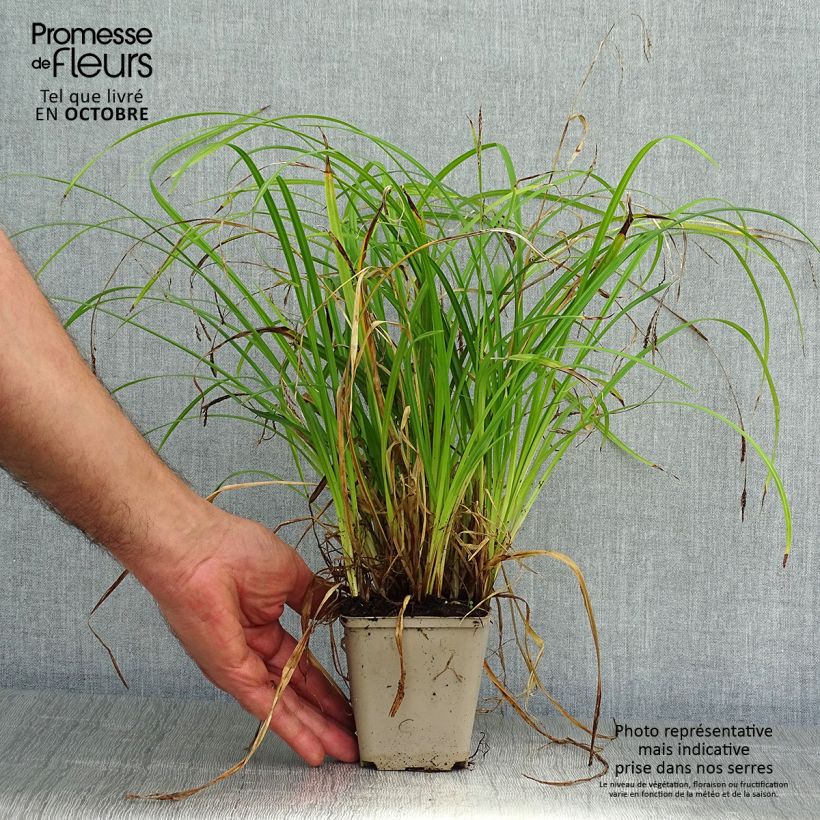 Esemplare di Carex oshimensis EverColor Everlime - Carice giapponese Vasetto da 8/9 cm come consegnato in autunno