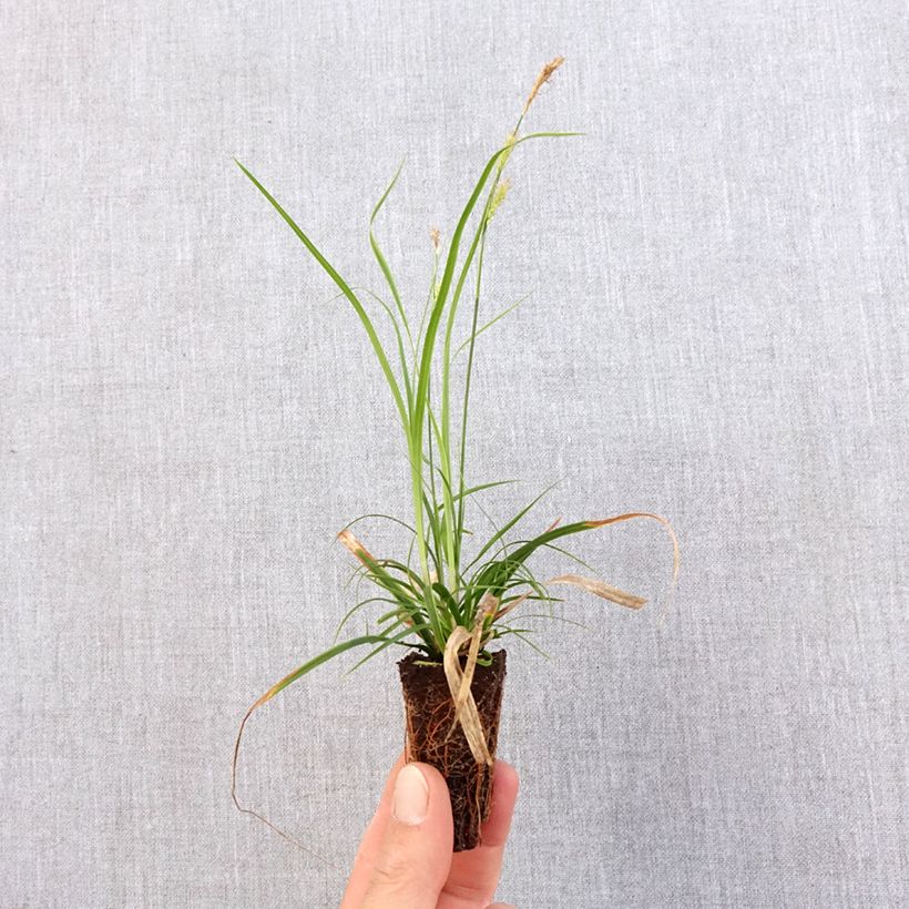 Carex oshimensis EverColor Everlime - Carice giapponese mini zolla... esemplare consegnato in primavera