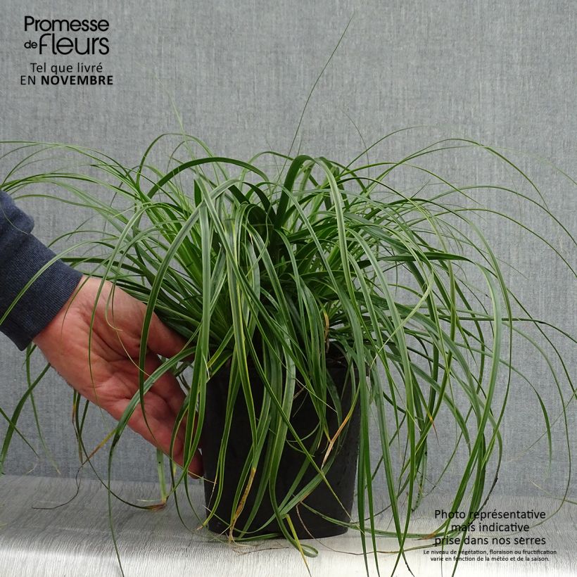Esemplare di Carex oshimensis EverColor Everlime - Carice giapponese Vaso da 2L/3L come consegnato in autunno
