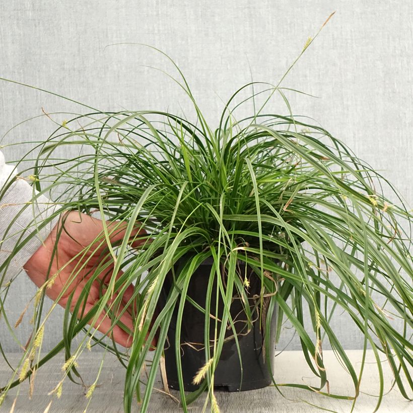 Carex oshimensis EverColor Everlime - Carice giapponese Vaso da 2L/3L esemplare consegnato in primavera