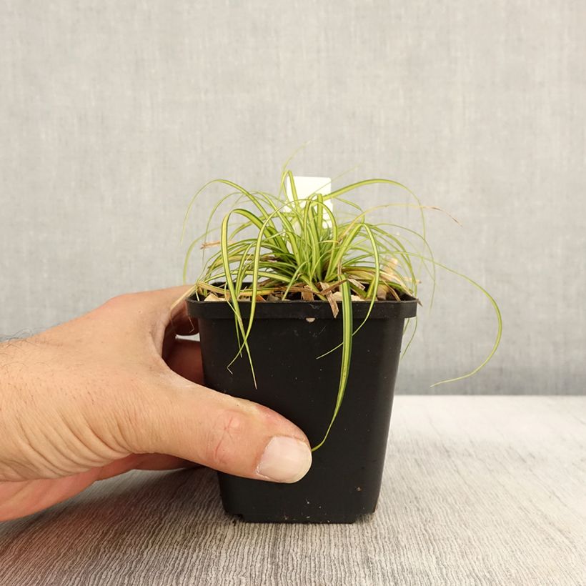 Esemplare di Carex oshimensis EverColor Eversheen - Carice giapponese Vasetto da 8/9 cm come consegnato in autunno