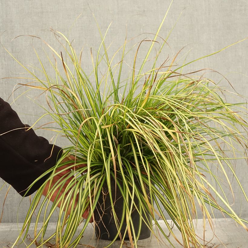 Esemplare di Carex oshimensis EverColor Eversheen - Carice giapponese Vaso da 2L/3L come consegnato in autunno