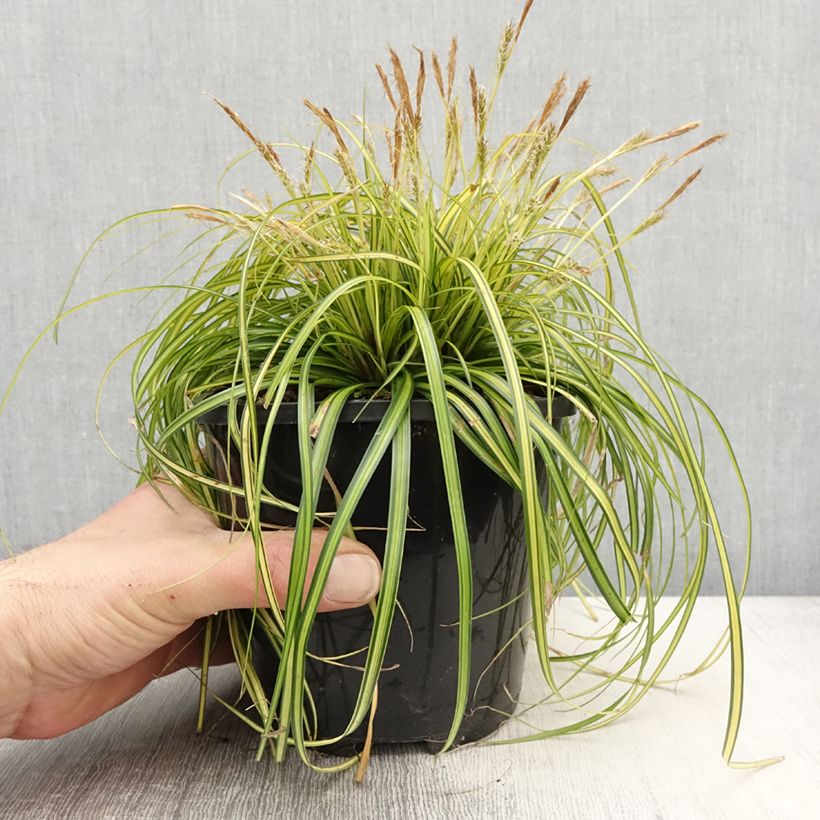 Carex oshimensis EverColor Eversheen - Carice giapponese Vaso da 2L/3L esemplare consegnato in primavera