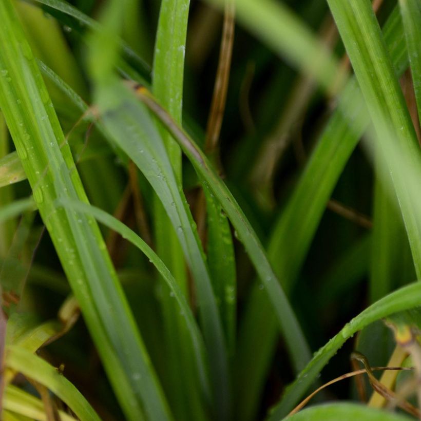 Carex pendula - Carice maggiore (Fogliame)
