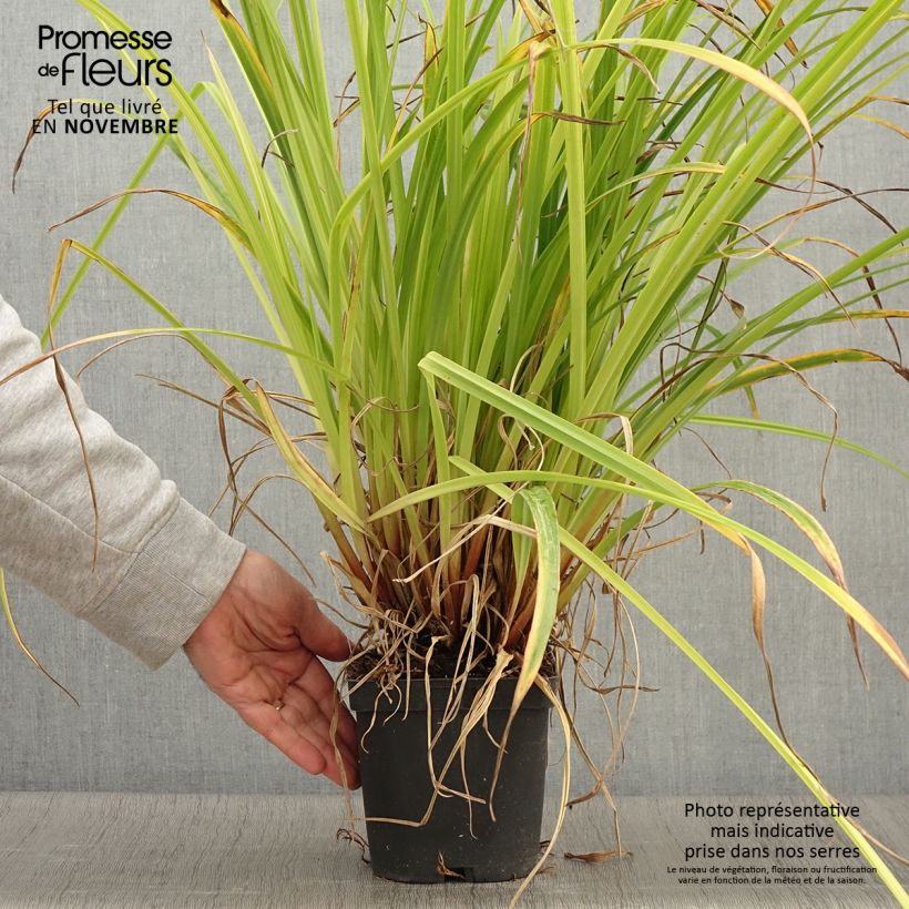 Esemplare di Carex pendula - Carice maggiore Vaso da 2L/3L come consegnato in autunno