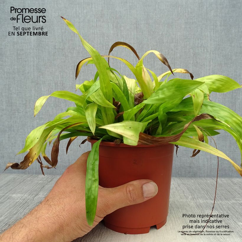 Esemplare di Carex plantaginea Vaso da 1L/1,5L come consegnato in autunno