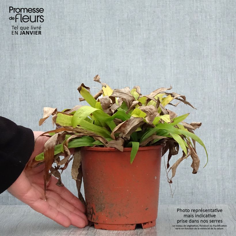 Carex plantaginea Vaso da 1L/1,5L esemplare consegnato in inverno