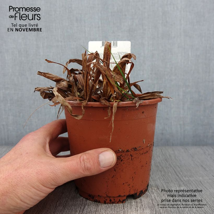 Esemplare di Carex siderosticta Variegata Vaso da 1L/1,5L come consegnato in autunno