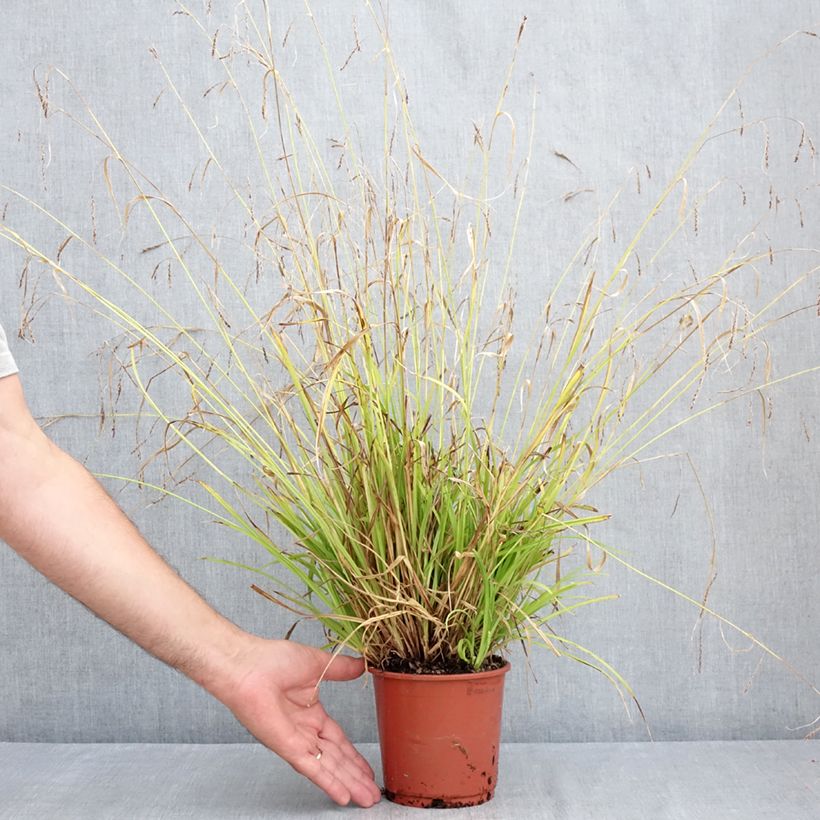 Esemplare di Carex sylvatica Vaso da 1L/1,5L consegnato in estate