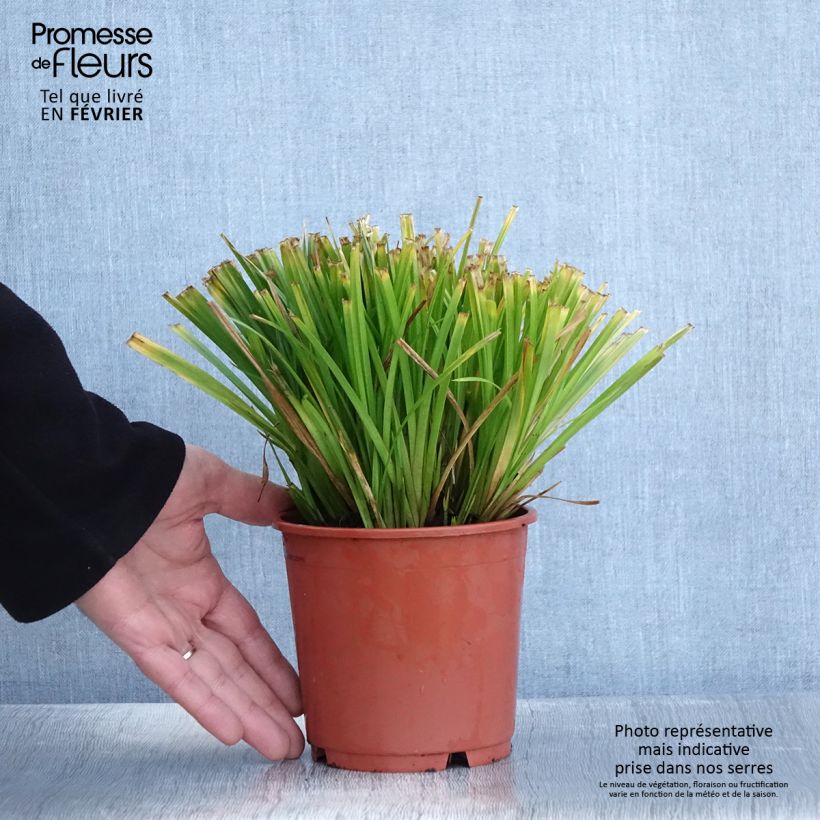 Carex sylvatica Vaso da 1L/1,5L esemplare consegnato in inverno