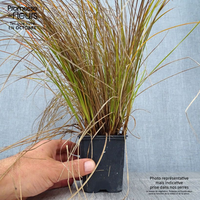 Esemplare di Carex testacea Lime Shine Vasetto da 8/9 cm come consegnato in autunno