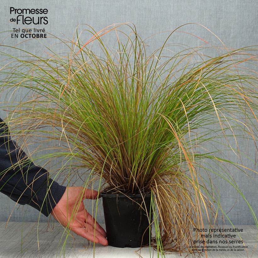 Esemplare di Carex testacea Prairie Fire Vaso da 2L/3L come consegnato in autunno