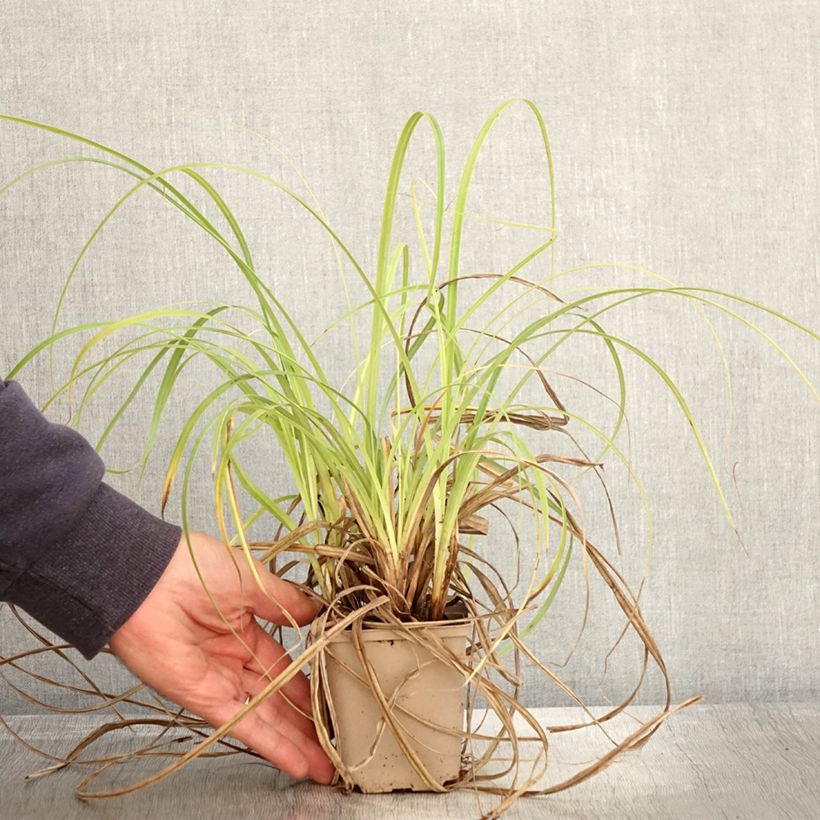 Esemplare di Carex trifida Rekohu Sunrise Vasetto da 8/9 cm come consegnato in autunno