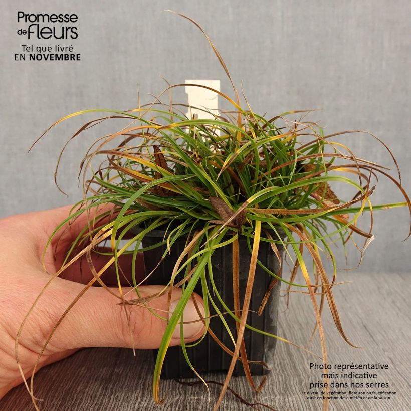 Esemplare di Carex umbrosa - Carice ombrosa Vasetto da 8/9 cm come consegnato in autunno