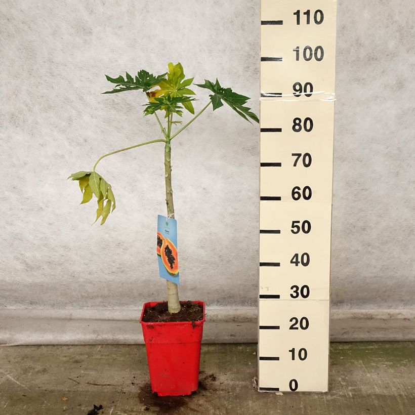 Esemplare di Carica papaya - Papaia Vaso da 6L/7L come consegnato in autunno