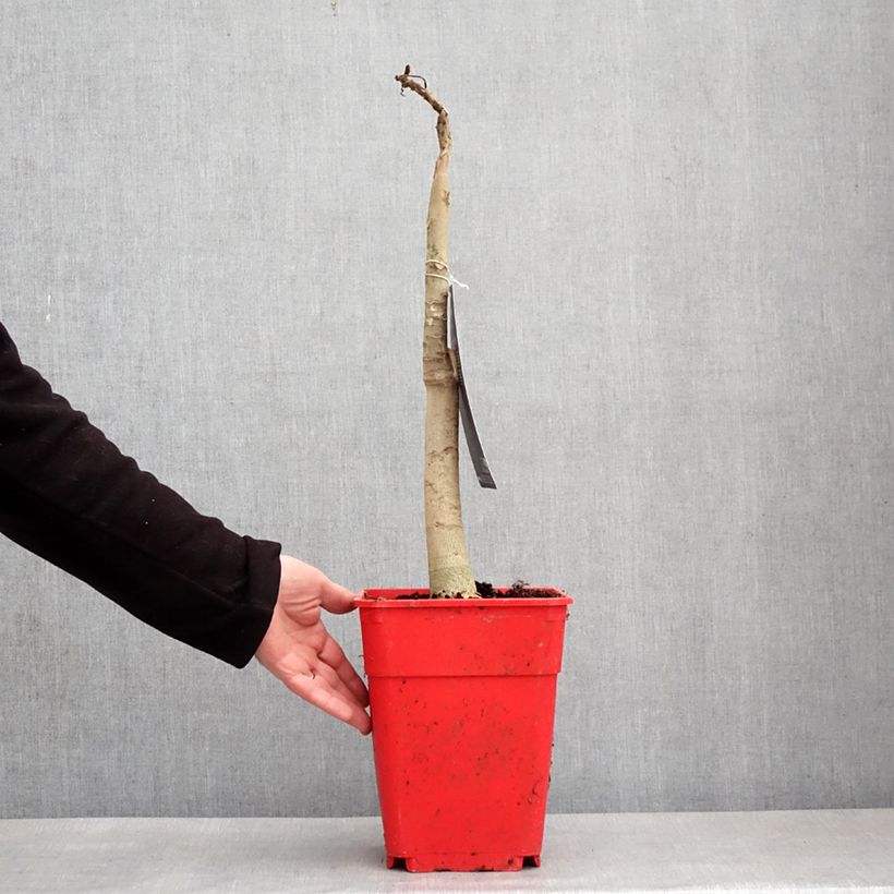 Carica papaya - Papaia Vaso da 6L/7L esemplare consegnato in inverno