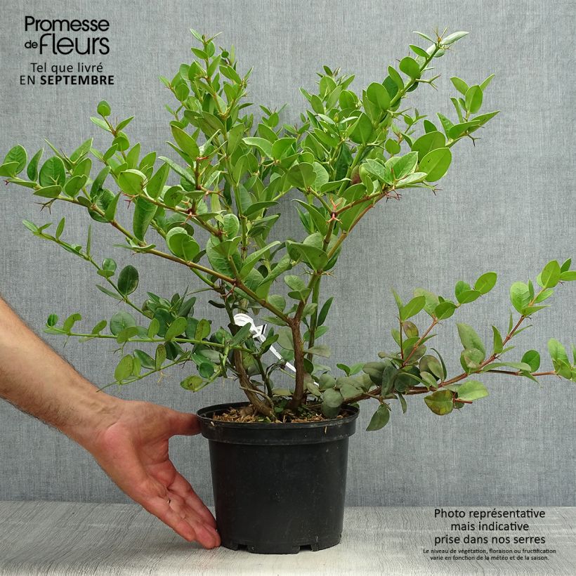 Esemplare di Carissa macrocarpa - Prugna del Natal Vaso da 2L/3L come consegnato in autunno
