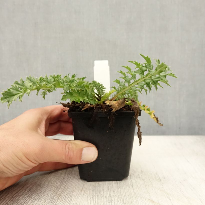 Esemplare di Carlina acaulis subsp. simplex Bronze - Carlina bianca Vasetto da 8/9 cm come consegnato in autunno