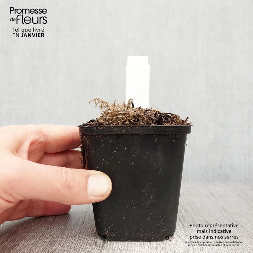 Carlina acaulis subsp. simplex Bronze - Carlina bianca Vasetto da 8/9 cm esemplare consegnato in inverno