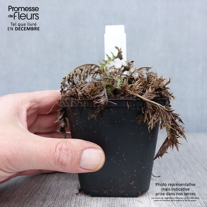 Esemplare di Carlina acaulis subsp. simplex - Carlina bianca Vasetto da 8/9 cm come consegnato in autunno