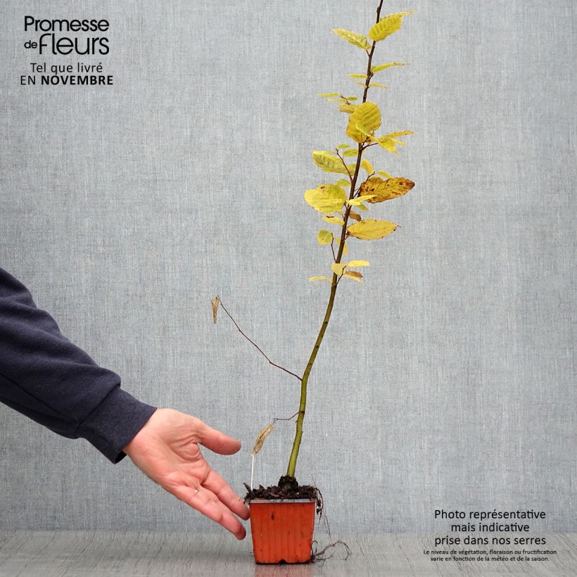 Esemplare di Carpinus betulus - Carpino bianco Vasetto da 8/9 cm come consegnato in autunno
