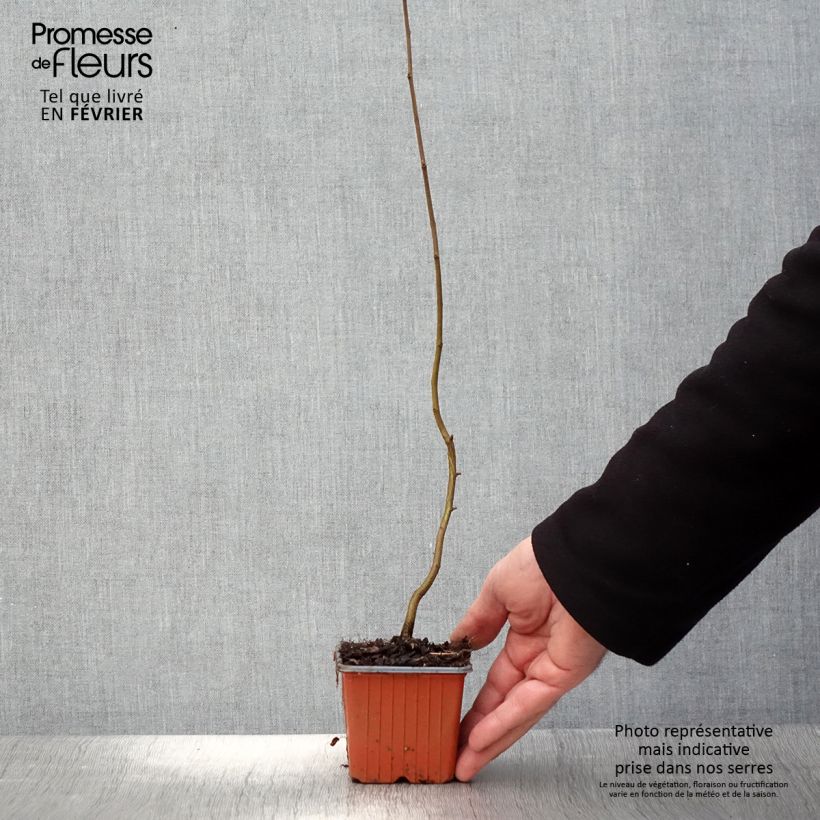 Carpinus betulus - Carpino bianco Vasetto da 8/9 cm esemplare consegnato in inverno